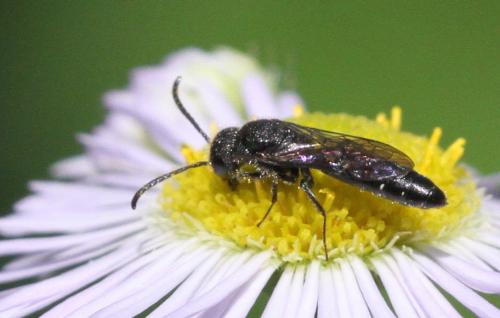 Réf. 185 387 : Sapygina decemguttata